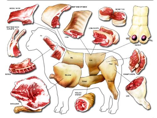 lamb shank diagram