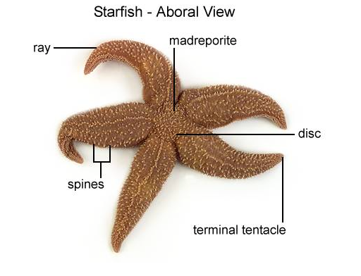 starfish labelled diagram