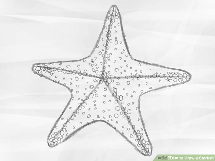 starfish labelled diagram