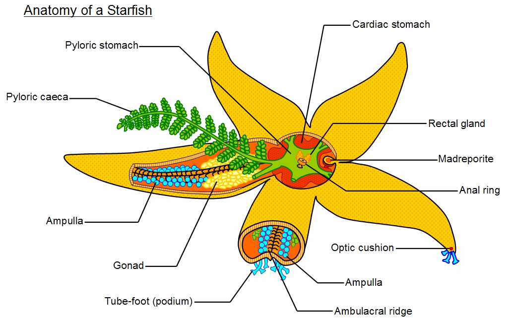 starfish labelled diagram