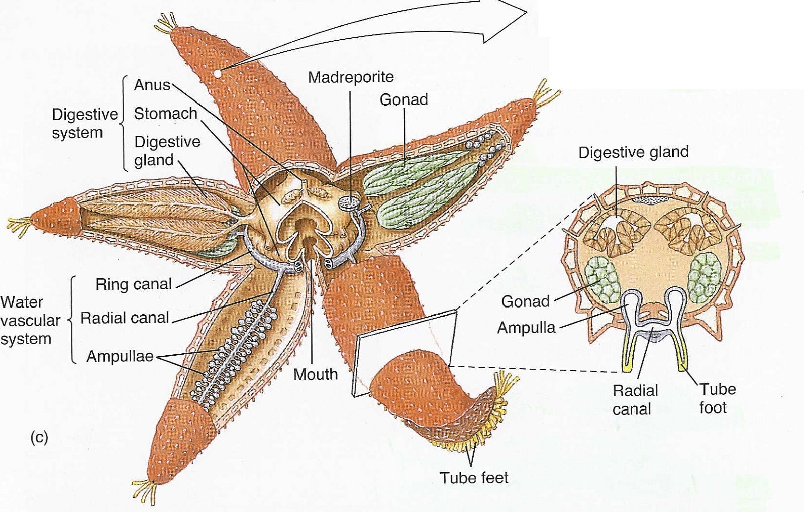 starfish labelled diagram