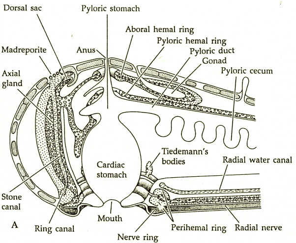 starfish labelled diagram