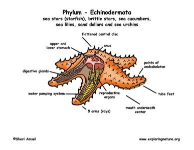 starfish labelled diagram