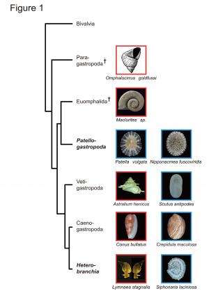 Snail shell coiling programmed by protein patterning