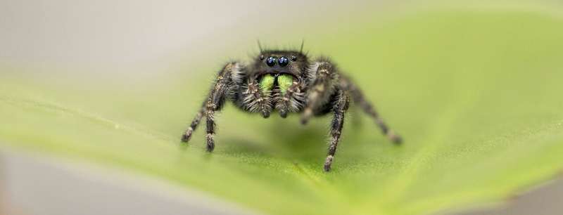 How Chinese opera masks compare to spider evolution