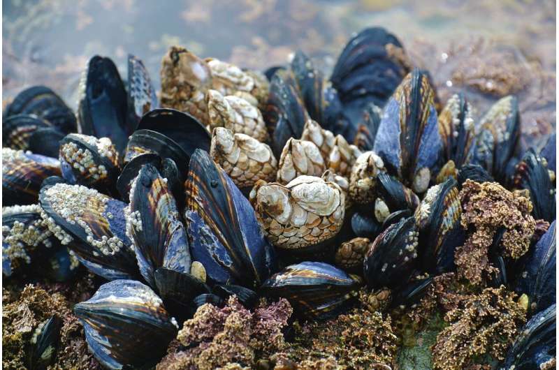 mussels