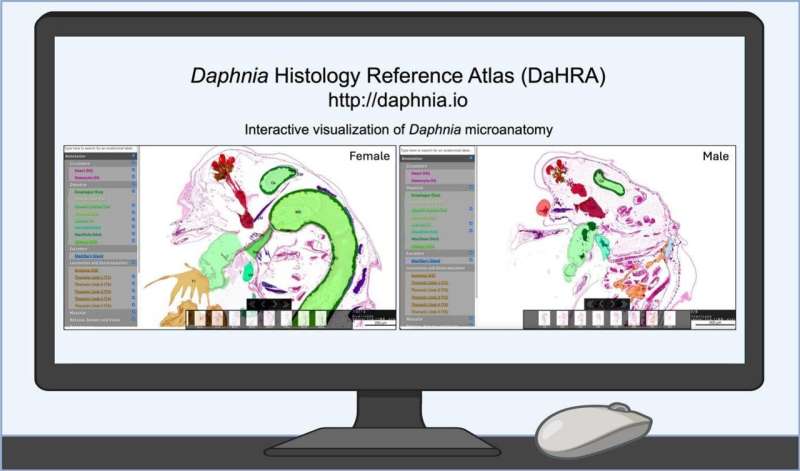 Revolutionizing environmental research: First Daphnia Histology Reference Atlas published