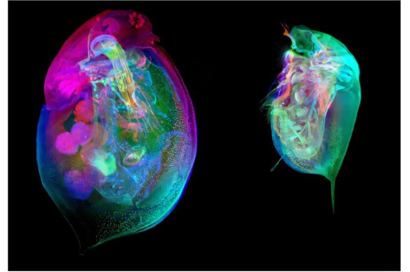 Revolutionizing environmental research: First Daphnia Histology Reference Atlas published