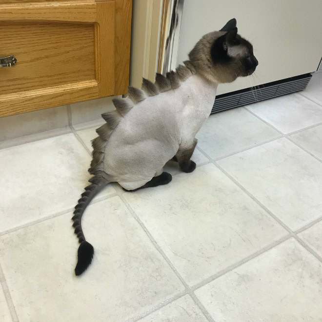 Dinocut dinosaur cat haircut.