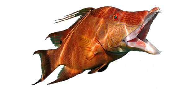 Hogfish