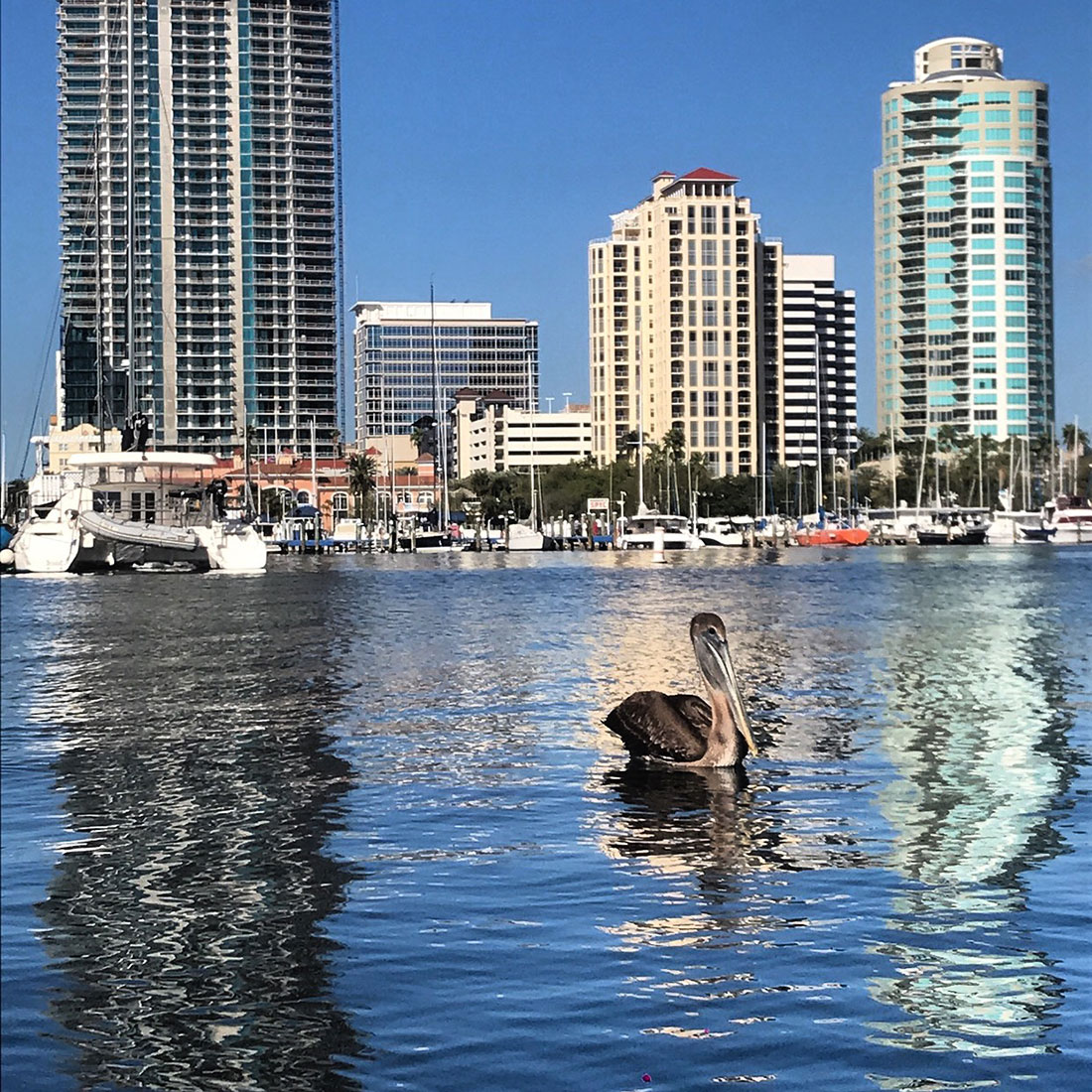 Tampa bay Salinity Now