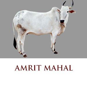 amrit mahal