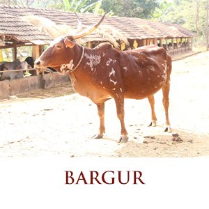 bargur cow breed