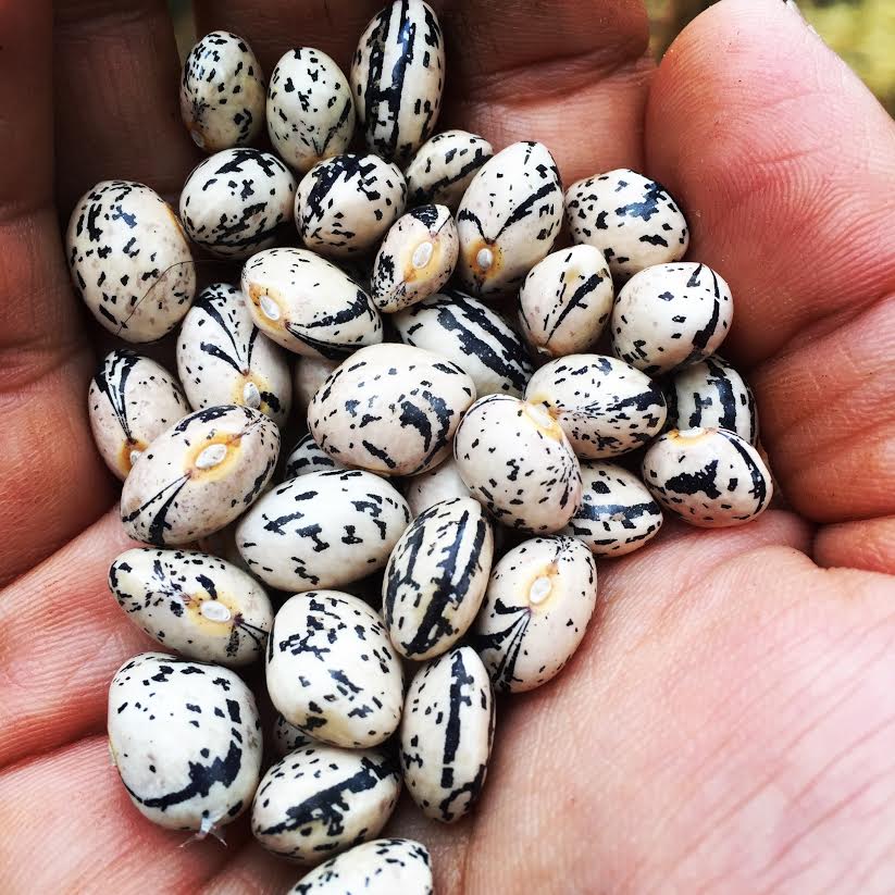 A hand holding white and black speckled bean seeds.