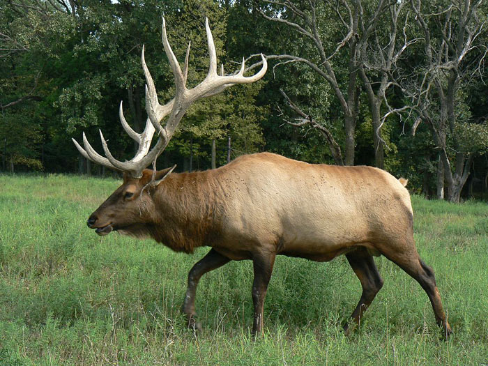 bull elk