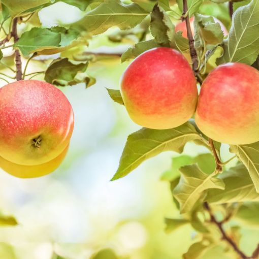 Picture of Candy Crisp Apple