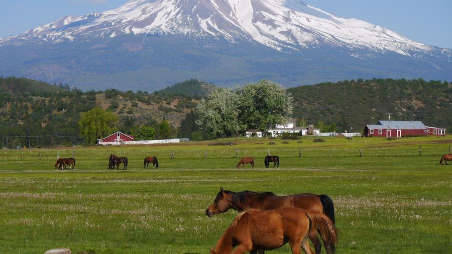 horses-with-shasta