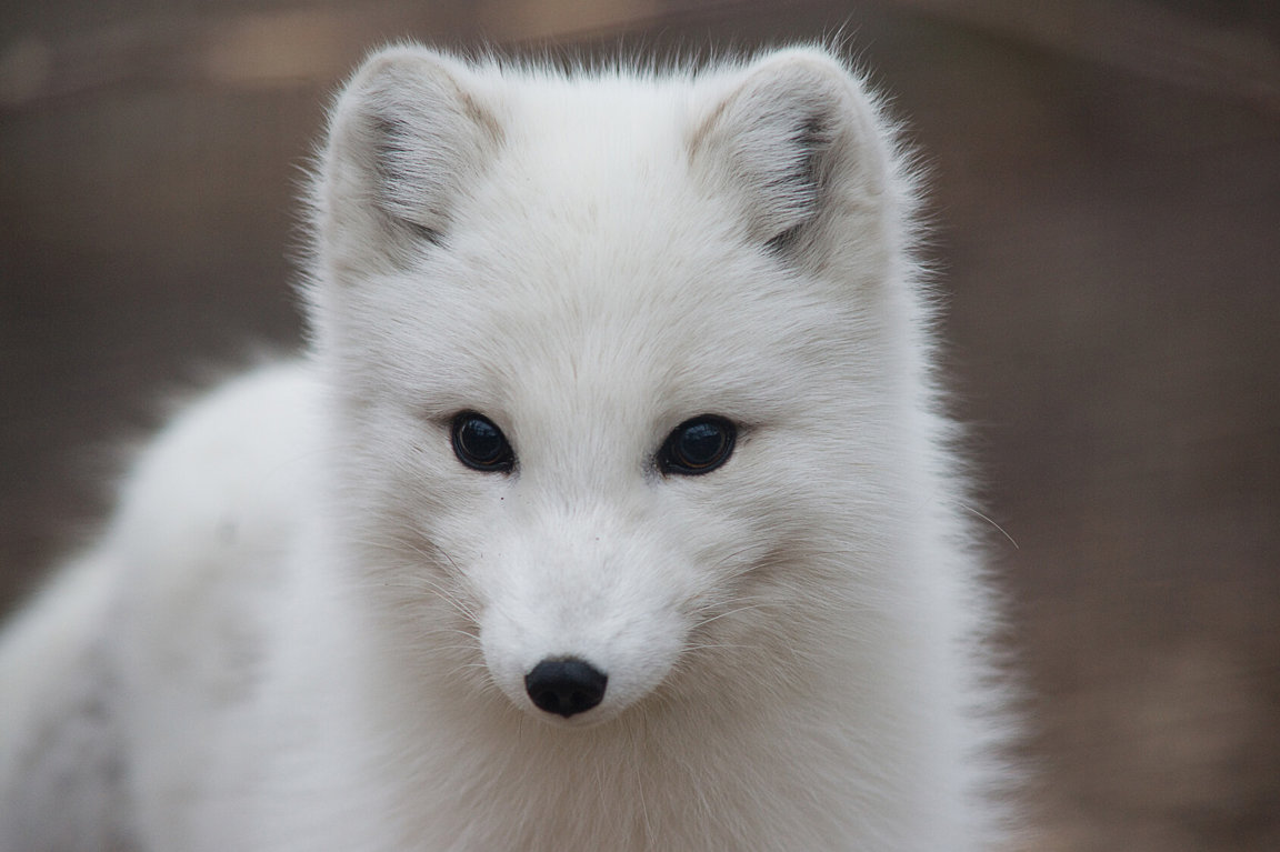 Arctic Foxes - Wild Animals News & Facts