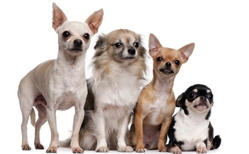 cuanto mide el chihuahua terrier