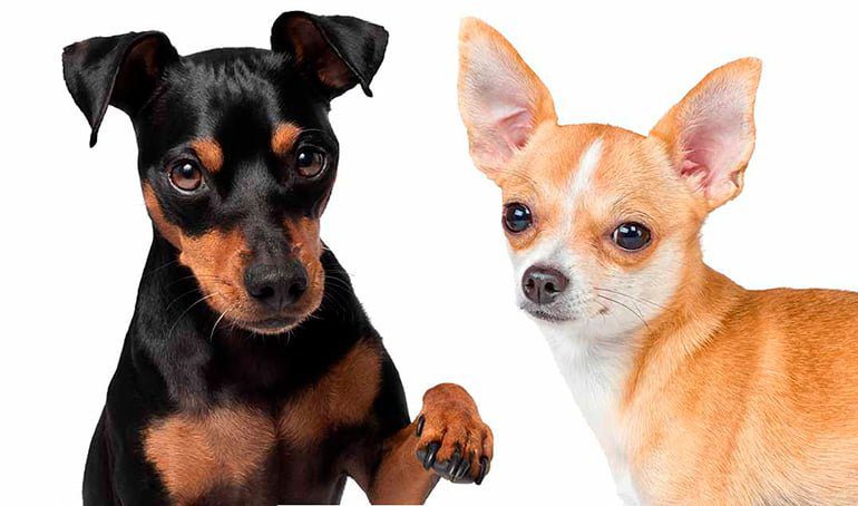 cuanto mide el chihuahua terrier