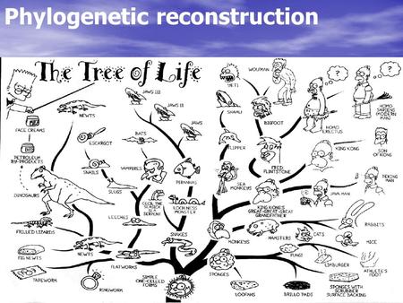 Phylogenetic reconstruction