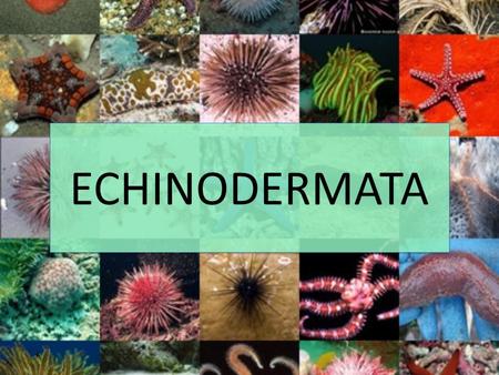 ECHINODERMATA.