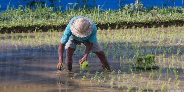 Kenapa Jurusan Pertanian Kurang Disukai Anak Muda ?