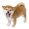 Brawl Sticker Shiba Inu (Nintendogs).png