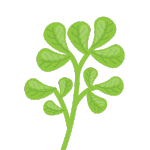 Fenugreek Leaves