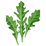 Arugula