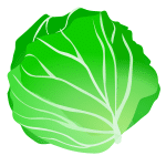 Cabbage