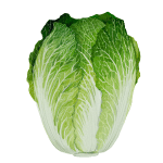 Chinese cabbage