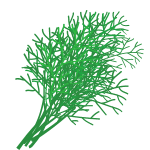 Dill Leaves