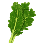 Rapini