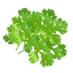 Coriander