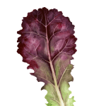 Red leaf lettuce