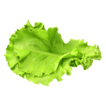 Green leaf lettuce