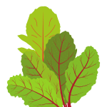 Beet Greens