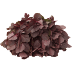 Amaranth Leaves