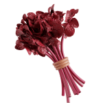 Red spinach