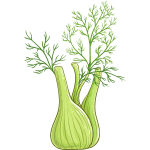 Fennel Greens