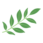 Curry Leaves