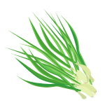 Spring Onion