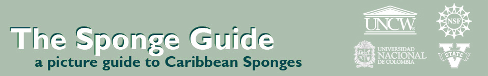 The Sponge Guide