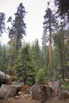 some tree trunk logs in a forest clearing