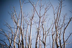 Leafless frangipani branches, a deciduous member of the plumeria family which drops its leaves in winter, against a clear blue sky