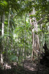 a footpath through a rainforest passing a tree covered in strangler roots