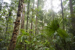 a misty rainforest with fan palms and moist leaves