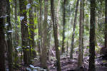 details of plants and climbing vines in a miost rainforest glade