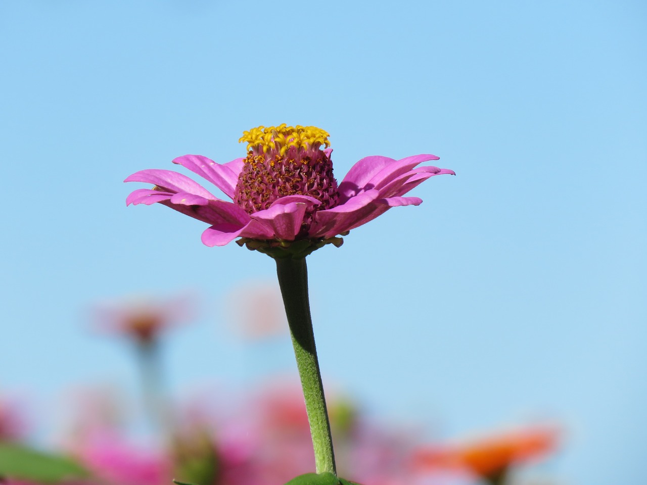 Flower,pink,yellow,garden,free pictures - free image from needpix.com